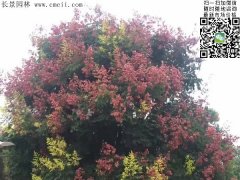 今年欒樹價格多少錢一棵？6公分8公分10公分的規