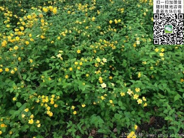 棣棠基地--長景園林 棣棠基地--長景園林