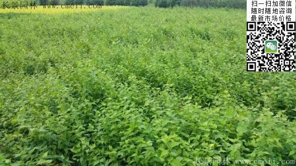 棣棠出售--長景園林 棣棠出售--長景園林