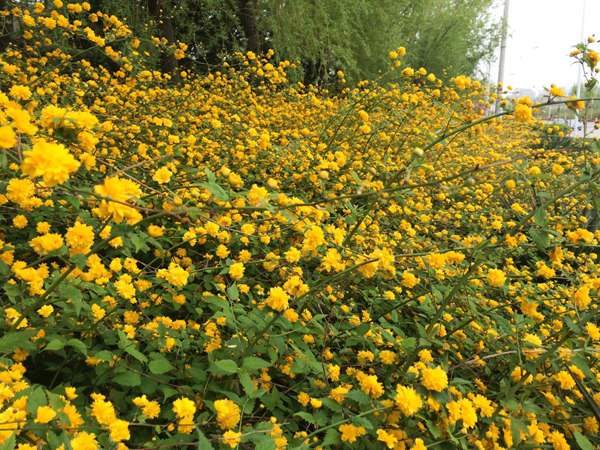 棣棠出售--長景園林 棣棠出售--長景園林