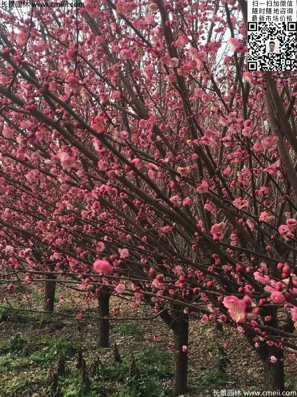 高端、大氣、上檔次的紅梅