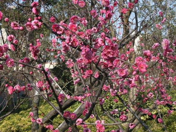 高端、大氣、上檔次的紅梅