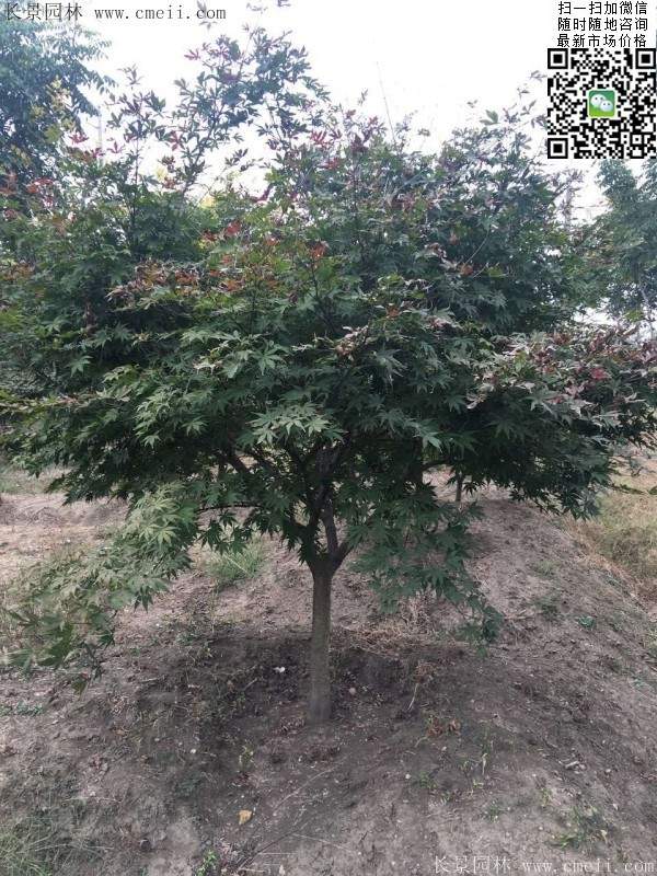 1.2、1.5、1.8米的紅楓樹