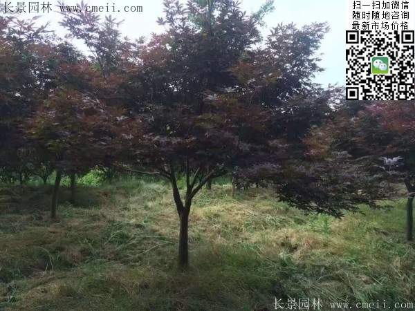 青楓