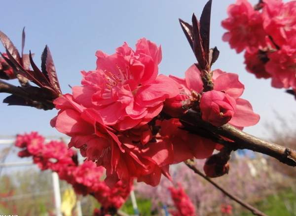 紅葉碧桃花 紅葉碧桃花