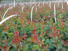 現在紫薇基地的紫薇樹多少錢一顆？