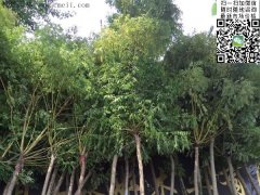 求購5、6、7、8公分的精品黃金槐，還是到沭陽，