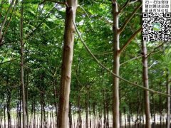 2020下半年最新苦楝樹苗價格多少錢一棵？