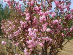 哪里有櫻花樹賣，偷偷告訴你一家又好又便宜的