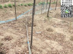 你還在為買櫸樹四處奔波嗎？那你就out了，告訴