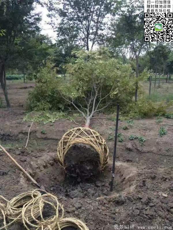 櫸樹(shù)綠化 櫸樹(shù)綠化