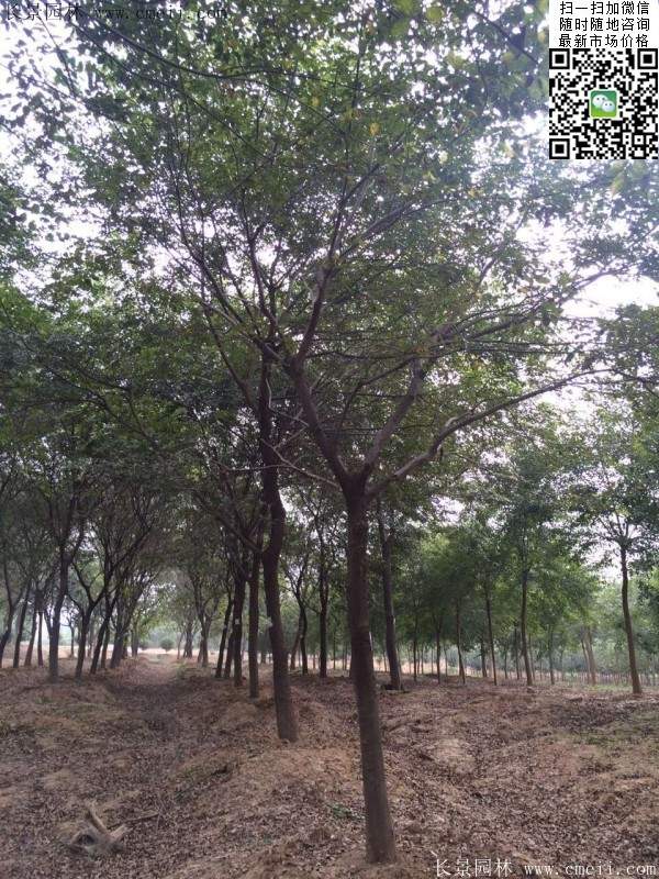 櫸樹(shù)綠化 櫸樹(shù)綠化