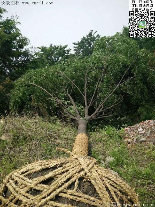 櫸樹(shù)綠化 櫸樹(shù)綠化