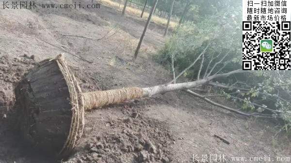 櫸樹(shù)綠化 櫸樹(shù)綠化