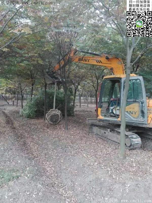 櫸樹(shù)綠化 櫸樹(shù)綠化