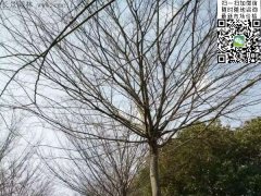 櫸樹的綠衣雖好看，但是變成光桿司令的“它”