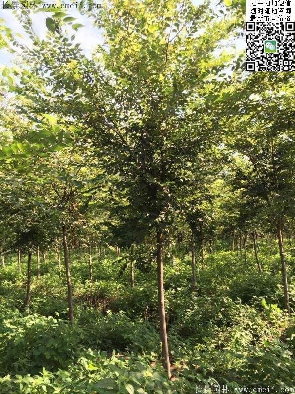 櫸樹(shù)種植 櫸樹(shù)種植