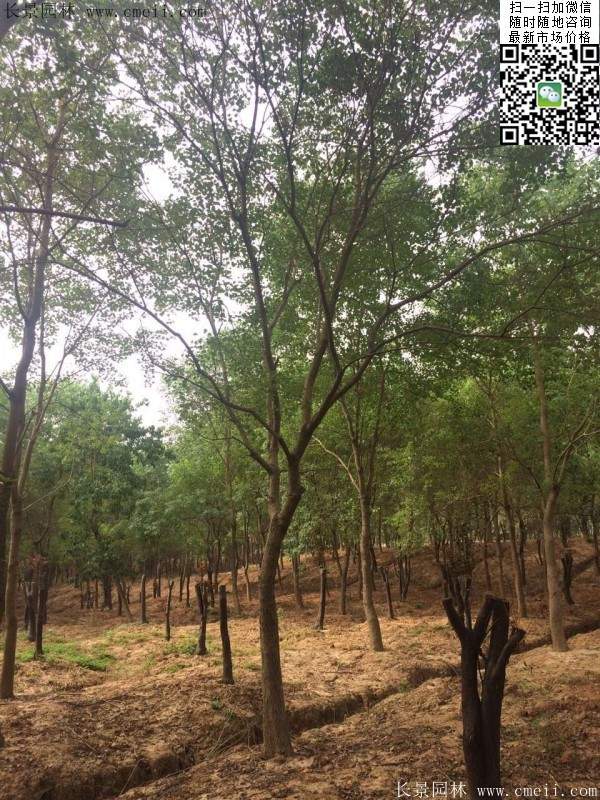 櫸樹(shù)種植 櫸樹(shù)種植