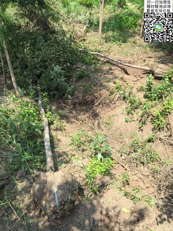 櫸樹(shù)種植 櫸樹(shù)種植