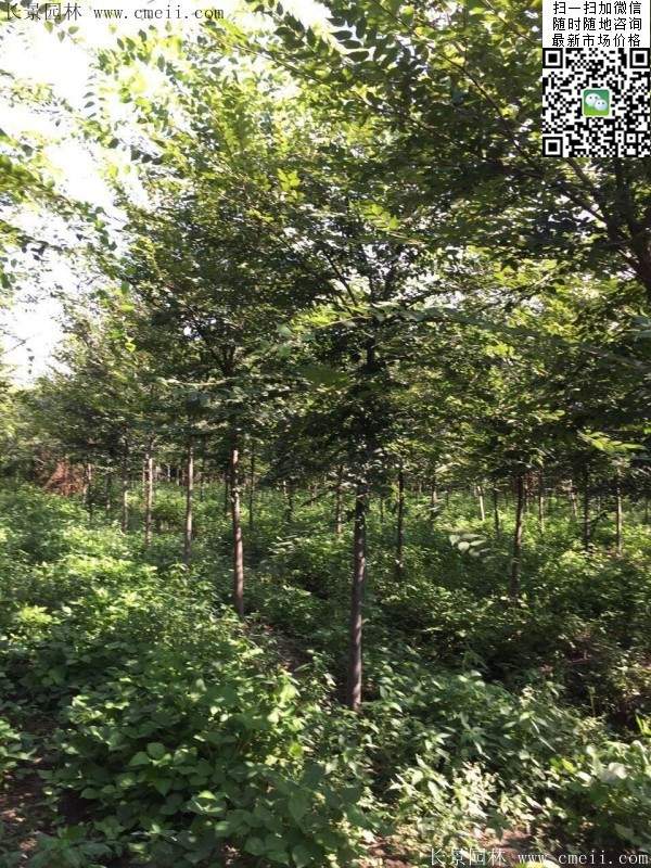 櫸樹(shù)種植 櫸樹(shù)種植