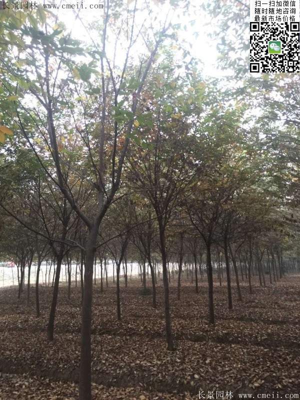 櫸樹(shù)種植 櫸樹(shù)種植