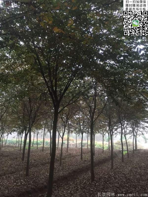 櫸樹(shù)種植 櫸樹(shù)種植