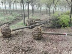 櫸樹還有這一層意思?。〉降资恰胺N櫸”還是“