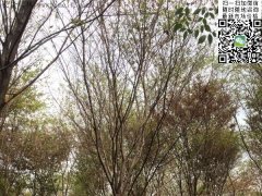 這個秋季讓櫸樹占盡了風采，你還在持觀望的態