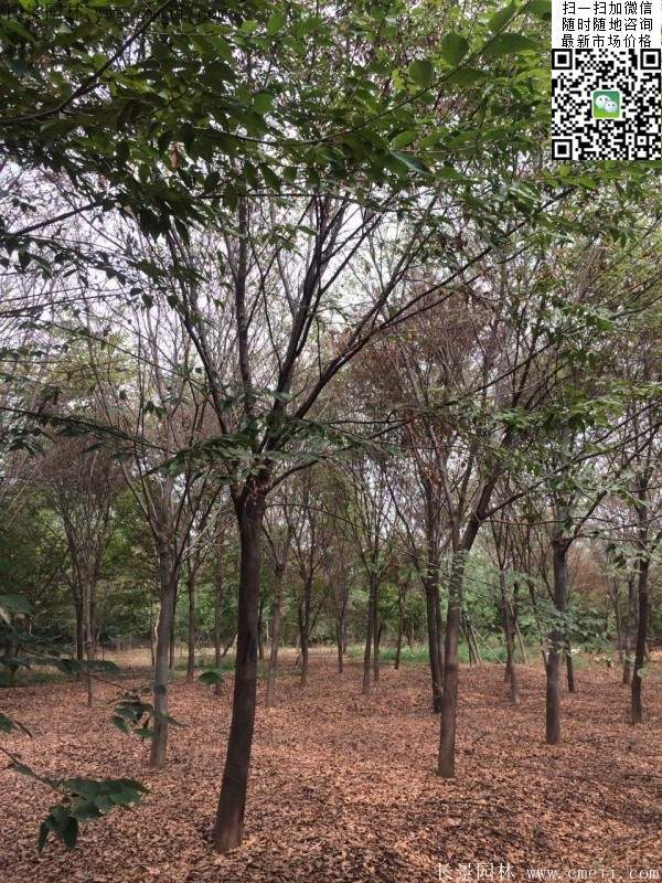 沭陽(yáng)精品櫸樹(shù) 沭陽(yáng)精品櫸樹(shù)