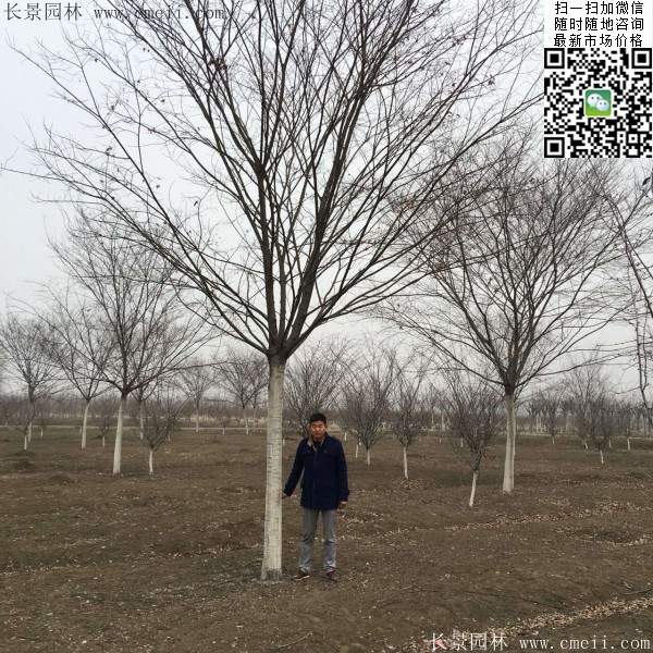 沭陽(yáng)精品櫸樹(shù) 沭陽(yáng)精品櫸樹(shù)