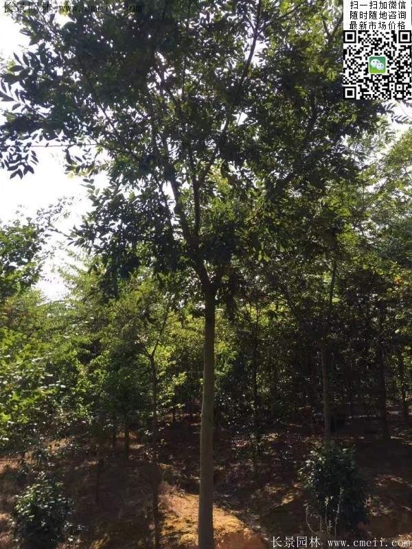 沭陽(yáng)櫸樹批發(fā) 沭陽(yáng)櫸樹批發(fā)