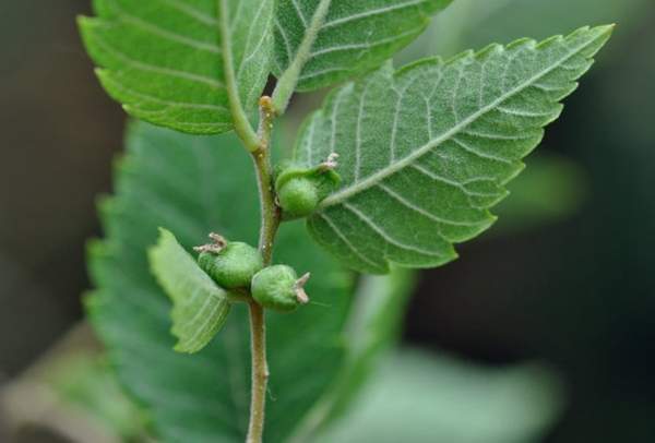 沭陽(yáng)櫸樹批發(fā) 沭陽(yáng)櫸樹批發(fā)