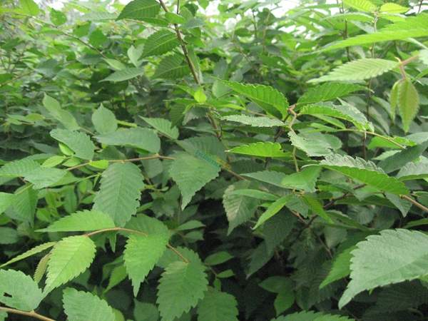 櫸樹大樹移栽 櫸樹大樹移栽