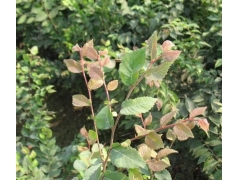 紅櫸與櫸樹有什么不同？