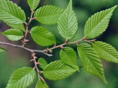 重大新聞！較大的櫸樹基地照曝光了，貌似價格