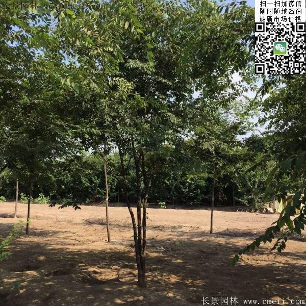6-10公分胸徑的櫸樹價(jià)格 6-10公分胸徑的櫸樹價(jià)格