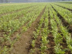 顯赫一時的櫸樹，它的過去、現在、未來是什么