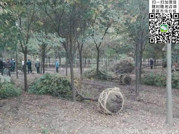 大規(guī)格櫸樹 大規(guī)格櫸樹