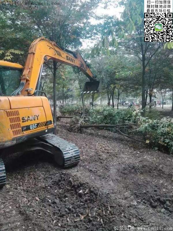 大規(guī)格櫸樹 大規(guī)格櫸樹