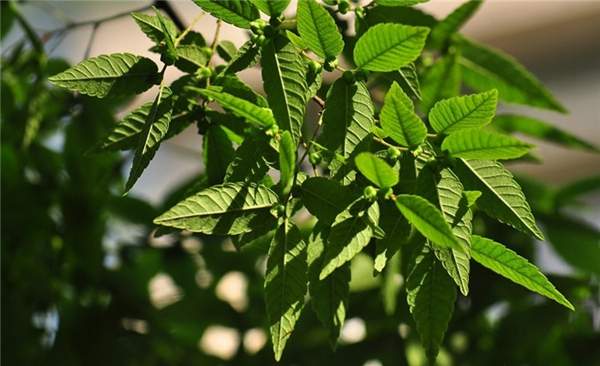 大規(guī)格櫸樹 大規(guī)格櫸樹