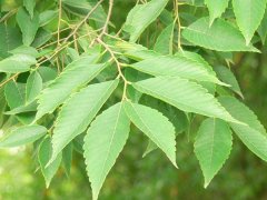 專家提醒：櫸樹和樸樹不是同一種樹嗎？