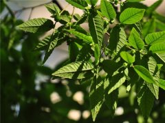 櫸樹為什么又叫作血櫸，這其中有什么奧秘嗎?