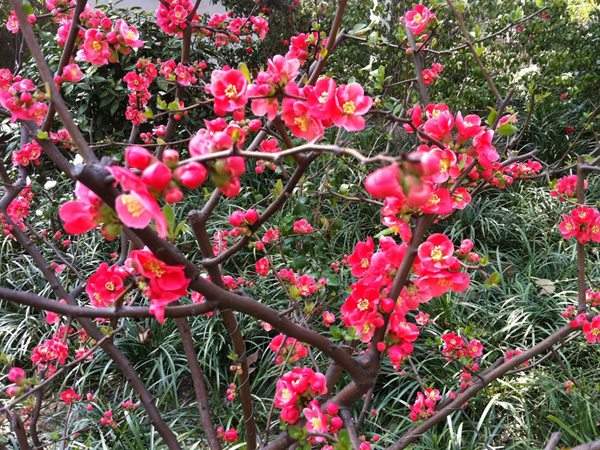 想要貼梗海棠花開得好，修剪養(yǎng)護很重要