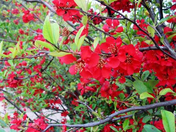 想要貼梗海棠花開得好，修剪養(yǎng)護很重要