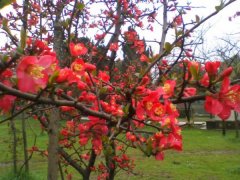 2016年下半年貼梗海棠的價格走勢怎么樣，現在價