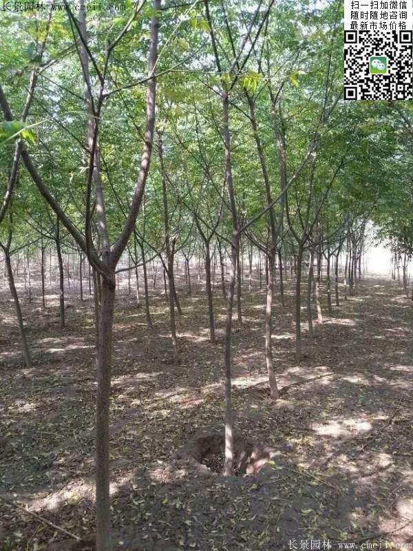 苦楝苗，苦楝樹