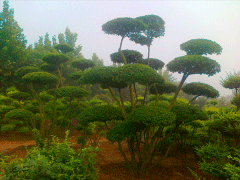 16年下半年小葉女貞造型樹價格走勢怎么樣，現價