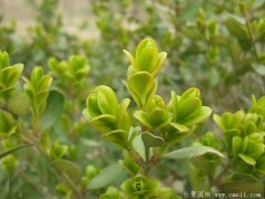 專家分析2016年下半年小葉黃楊多少錢一株？