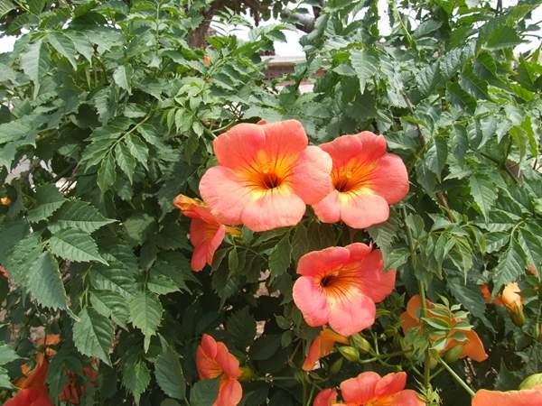 凌霄花保養