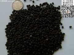 2016最新小葉女貞種子價格多少錢一斤？